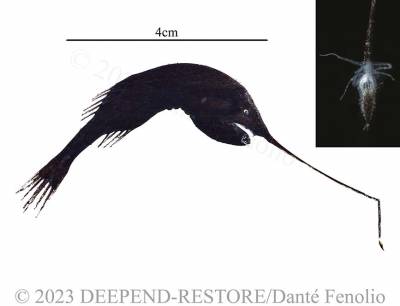 b2ap3_thumbnail_Anglerfish-Gigantactis-perlatus-DP09-05MAY23-MOC10-B281N-247-N3-Image-No3-LR-M.jpg