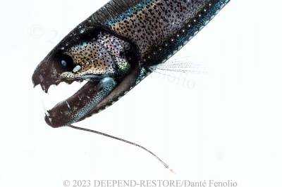 b2ap3_thumbnail_Draonfish-Astronesthes-similis-DP09-05MAY23-MOC10-B281N-247-N5-Image-No1-LR-M-1.jpg