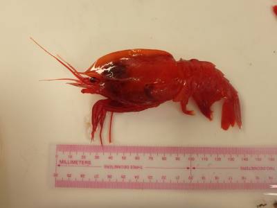 b2ap3_thumbnail_P1010151.JPG