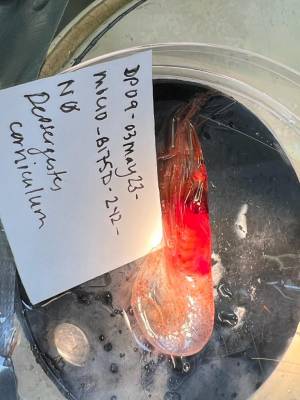 b2ap3_thumbnail_Shrimp3.jpg