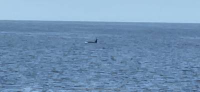 b2ap3_thumbnail_orca.jpg