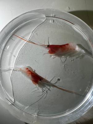 b2ap3_thumbnail_shrimp1.jpg